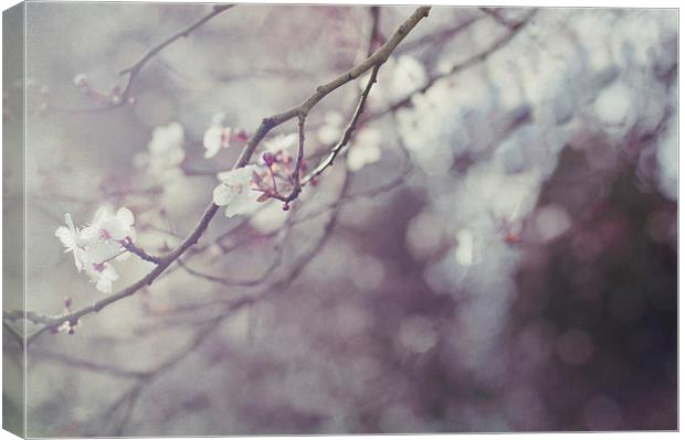Blossom and Bokeh Canvas Print by Dawn Cox