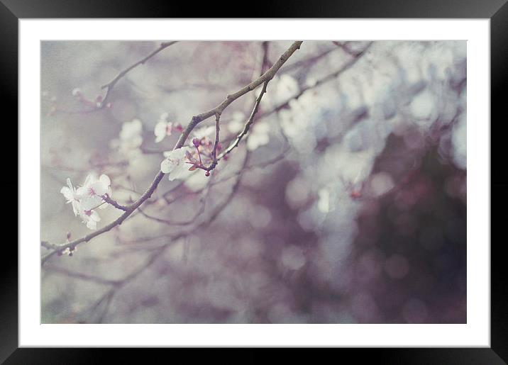 Blossom and Bokeh Framed Mounted Print by Dawn Cox