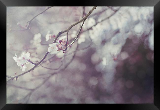Blossom and Bokeh Framed Print by Dawn Cox
