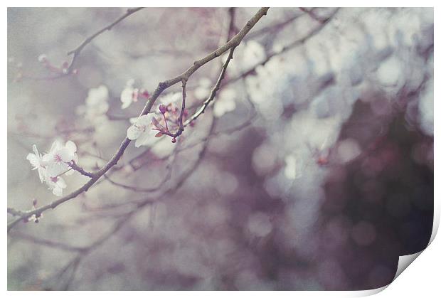 Blossom and Bokeh Print by Dawn Cox