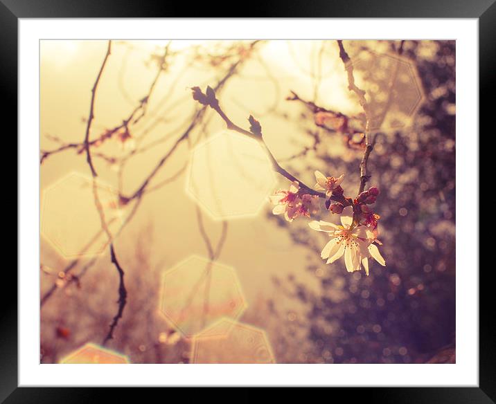 Spring Bokeh and Blossom Framed Mounted Print by Dawn Cox