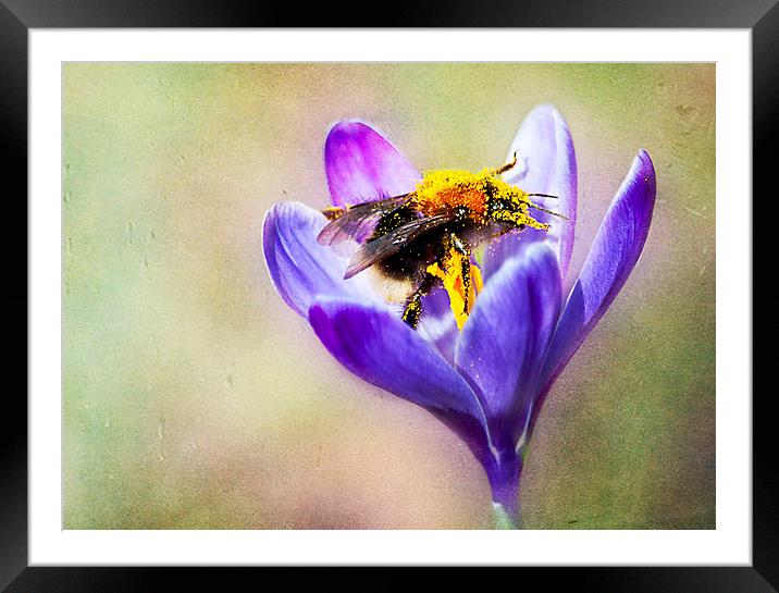 Pollen Collecting Framed Mounted Print by Dawn Cox