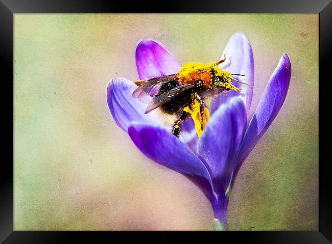 Pollen Collecting Framed Print by Dawn Cox