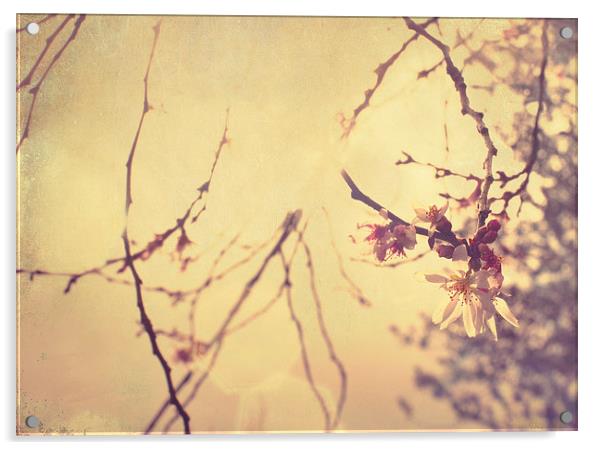 Vintage Blossom Acrylic by Dawn Cox