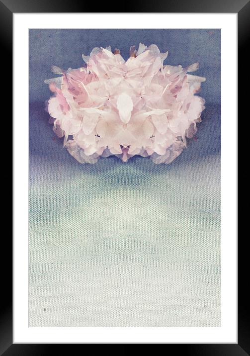 Dainty Hydrangea Framed Mounted Print by Dawn Cox