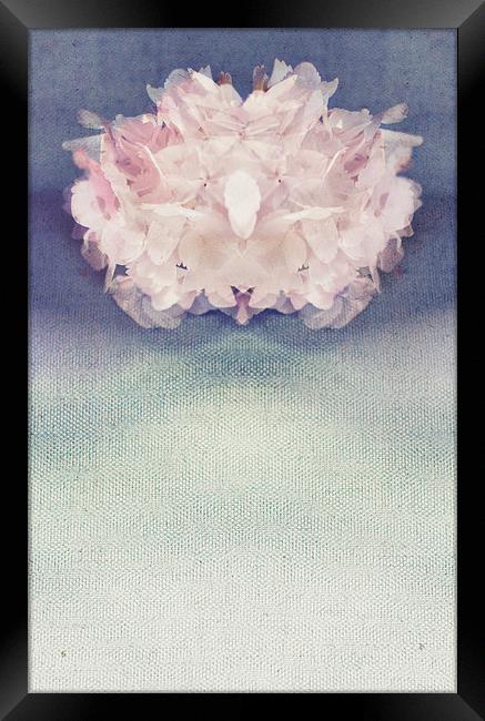 Dainty Hydrangea Framed Print by Dawn Cox