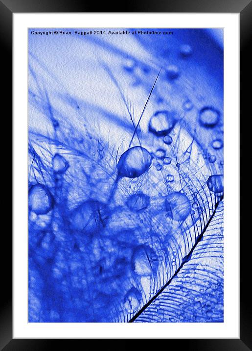 Feather Droplets Framed Mounted Print by Brian  Raggatt