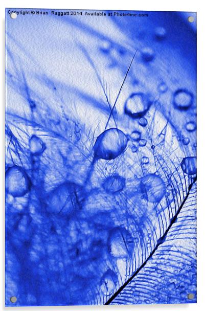 Feather Droplets Acrylic by Brian  Raggatt