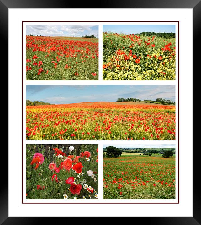 Poppy Collage Framed Mounted Print by David Birchall