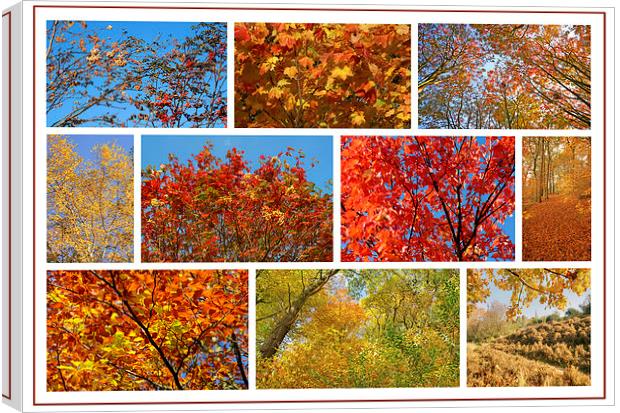Colours Of Autumn Collage Canvas Print by David Birchall