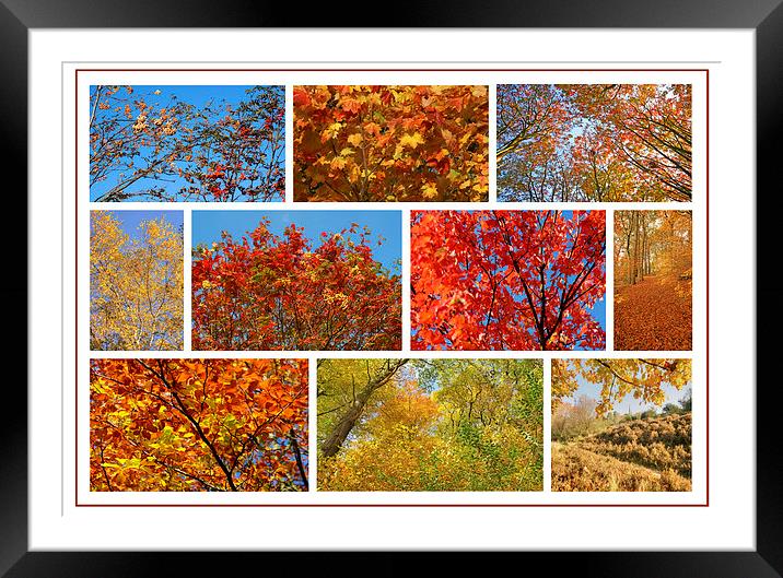 Colours Of Autumn Collage Framed Mounted Print by David Birchall