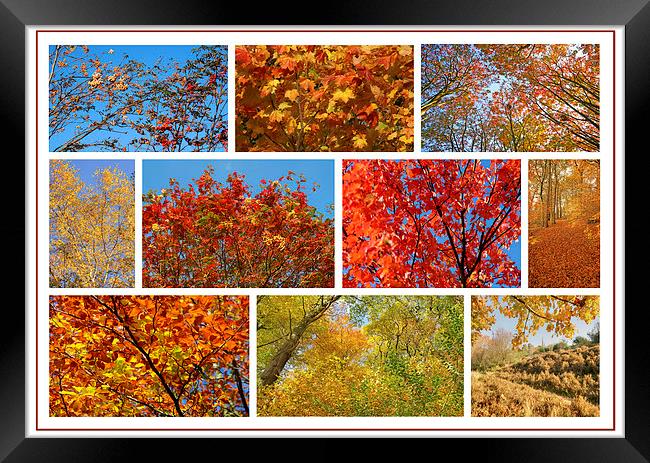 Colours Of Autumn Collage Framed Print by David Birchall