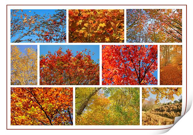Colours Of Autumn Collage Print by David Birchall