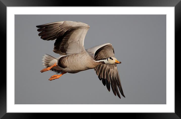 Bar-headed Goose (Anser indicus) Framed Mounted Print by Bhagwat Tavri