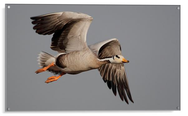 Bar-headed Goose (Anser indicus) Acrylic by Bhagwat Tavri
