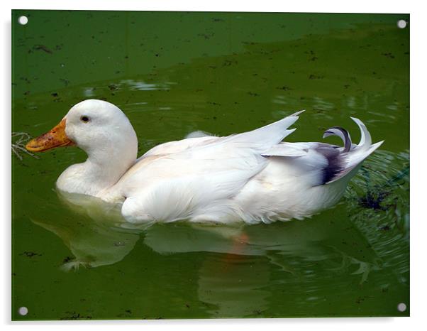 A Duck in water Acrylic by Susmita Mishra