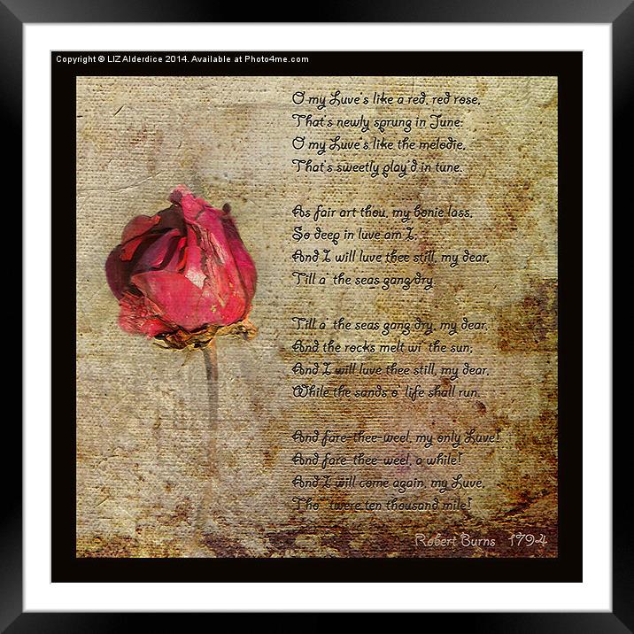 Love is like a red, red rose.. Framed Mounted Print by LIZ Alderdice