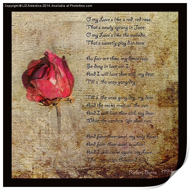 Love is like a red, red rose.. Print by LIZ Alderdice
