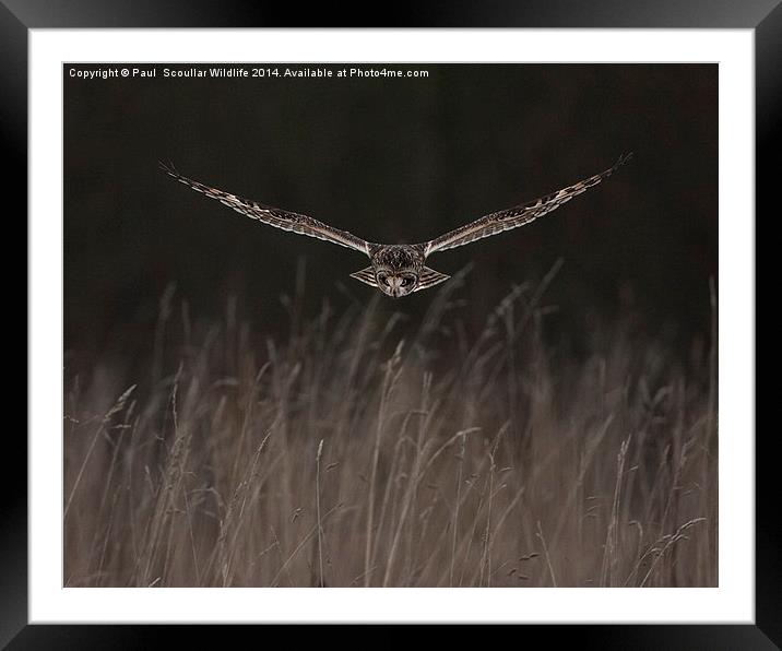 Short Eared Owl Framed Mounted Print by Paul Scoullar