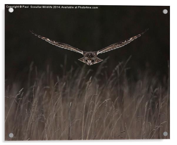 Short Eared Owl Acrylic by Paul Scoullar