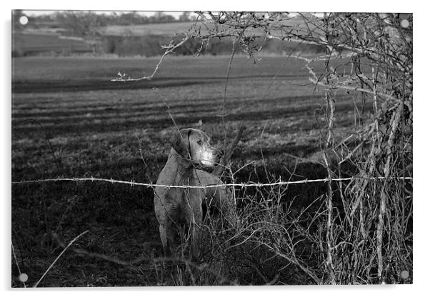 Hunting Hound Acrylic by Shaun Cope