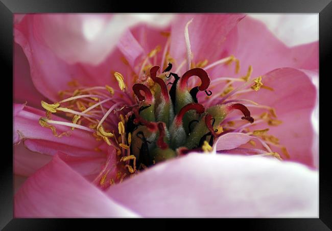 Peony Framed Print by Rob Toombs