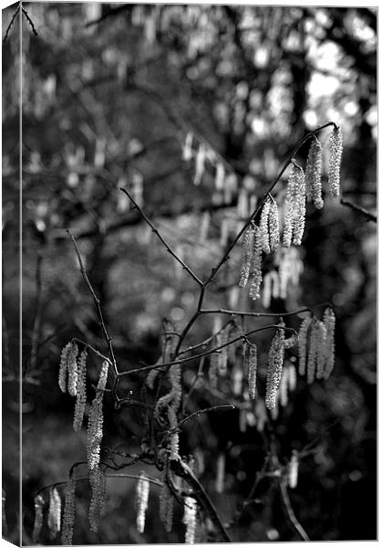 Weeping Catkins Canvas Print by Shaun Cope