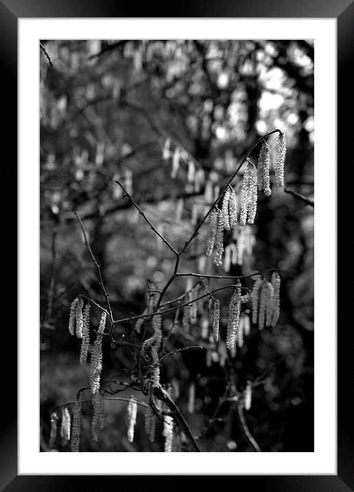Weeping Catkins Framed Mounted Print by Shaun Cope