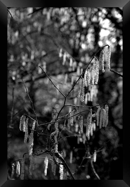 Weeping Catkins Framed Print by Shaun Cope