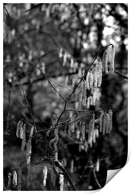 Weeping Catkins Print by Shaun Cope