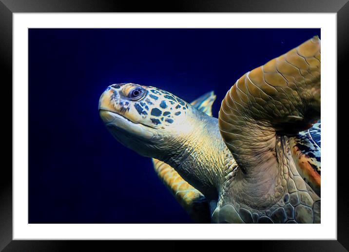 Sea Turtle Framed Mounted Print by Ray Shiu