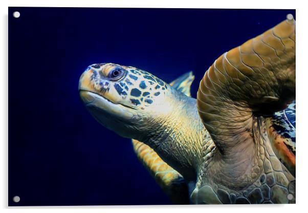 Sea Turtle Acrylic by Ray Shiu