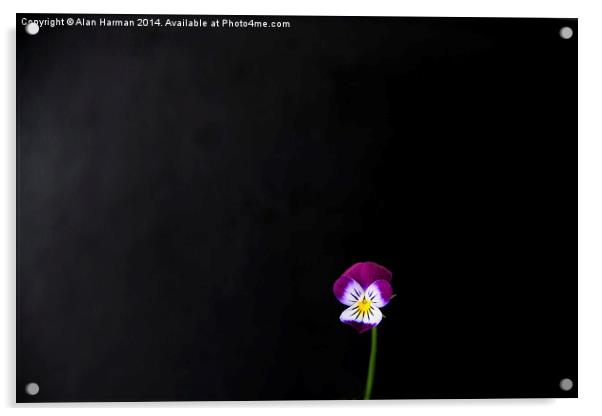 Violet Flower Acrylic by Alan Harman