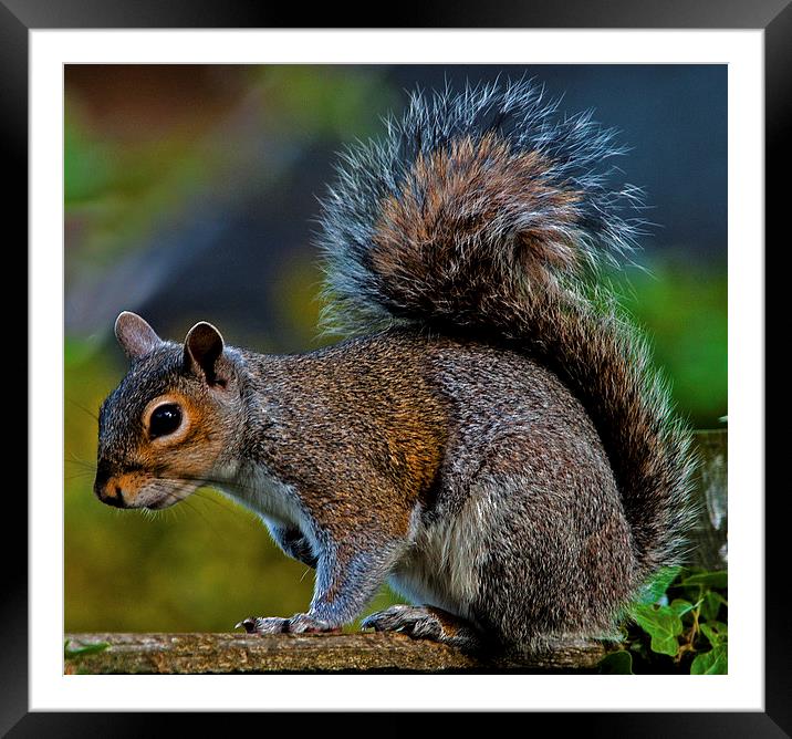Grey Squirrel Framed Mounted Print by Geoff Storey