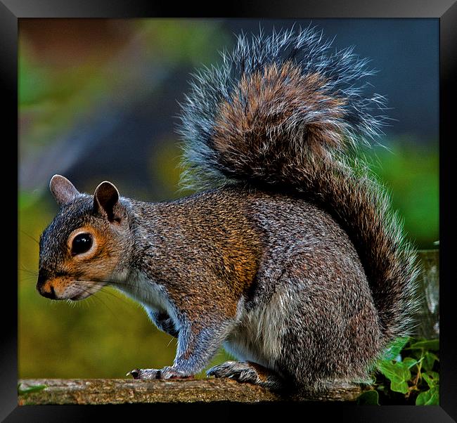 Grey Squirrel Framed Print by Geoff Storey