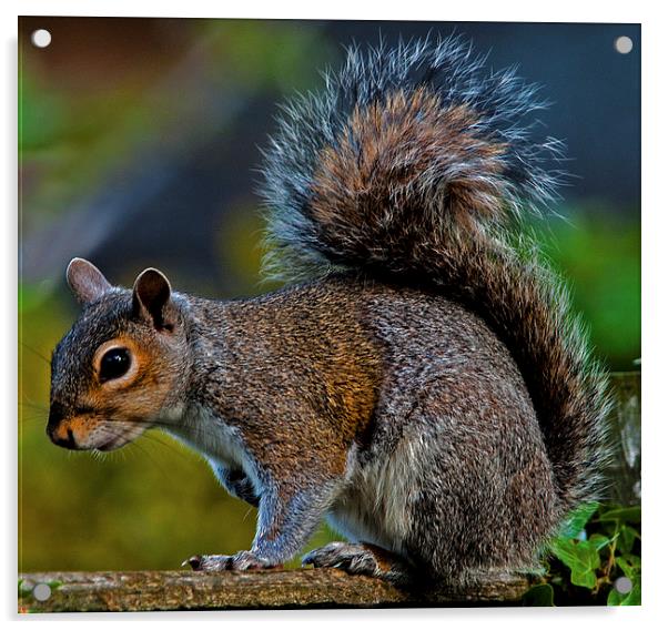 Grey Squirrel Acrylic by Geoff Storey