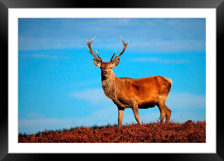 Red deer stag Framed Mounted Print by Macrae Images