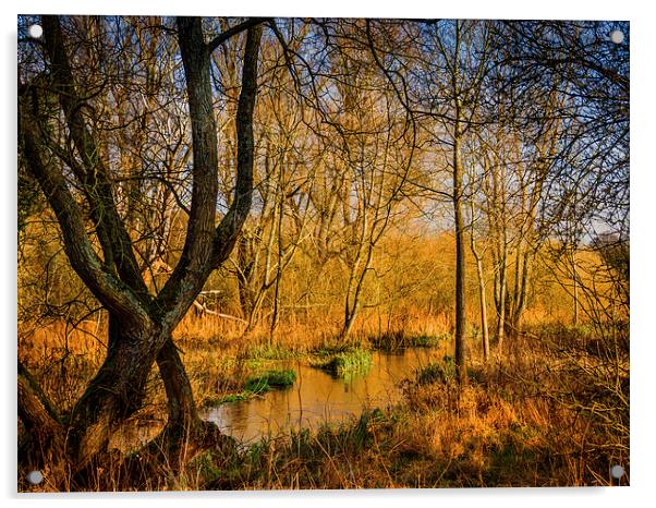 Woodland Stream Acrylic by Mark Llewellyn