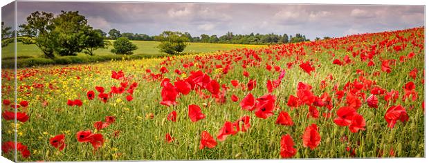 Field of Poppies, Hungerford, Berkshire, England,  Canvas Print by Mark Llewellyn