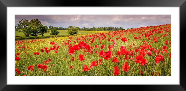 Field of Poppies, Hungerford, Berkshire, England,  Framed Mounted Print by Mark Llewellyn
