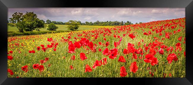 Field of Poppies, Hungerford, Berkshire, England,  Framed Print by Mark Llewellyn