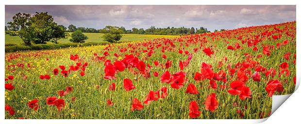Field of Poppies, Hungerford, Berkshire, England,  Print by Mark Llewellyn