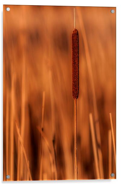 Bulrush Acrylic by Mike Janik