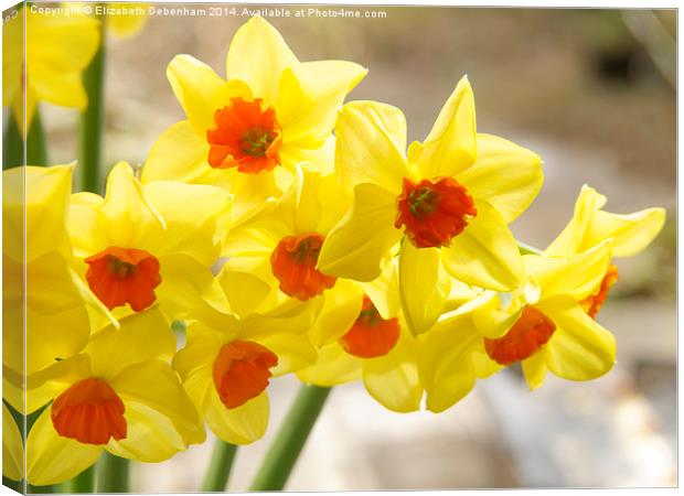 Daffodils in Spring light Canvas Print by Elizabeth Debenham