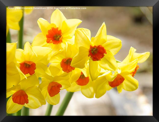 Daffodils in Spring light Framed Print by Elizabeth Debenham