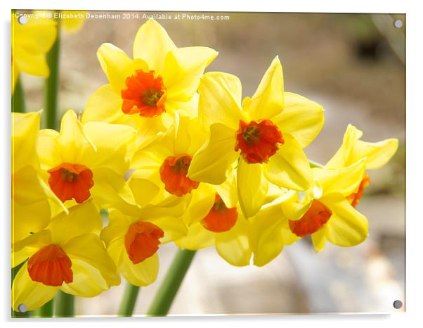 Daffodils in Spring light Acrylic by Elizabeth Debenham