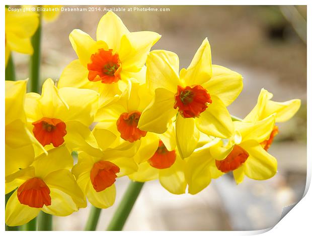 Daffodils in Spring light Print by Elizabeth Debenham