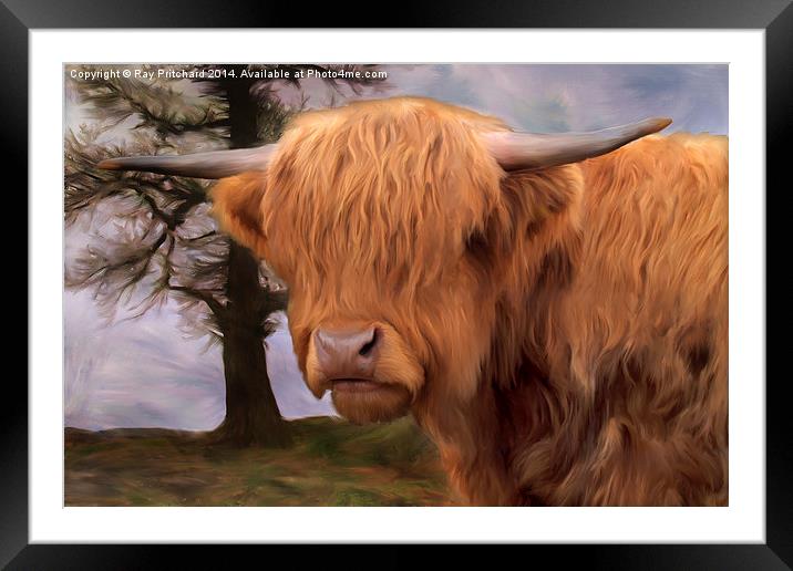 Highland Cow Framed Mounted Print by Ray Pritchard