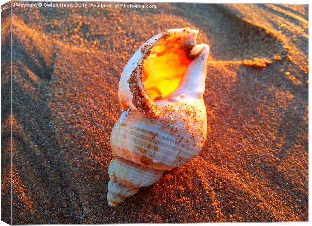 Sun fire Seashell Canvas Print by Gwion Healy