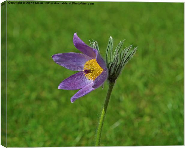Pasque Flower Canvas Print by Diana Mower